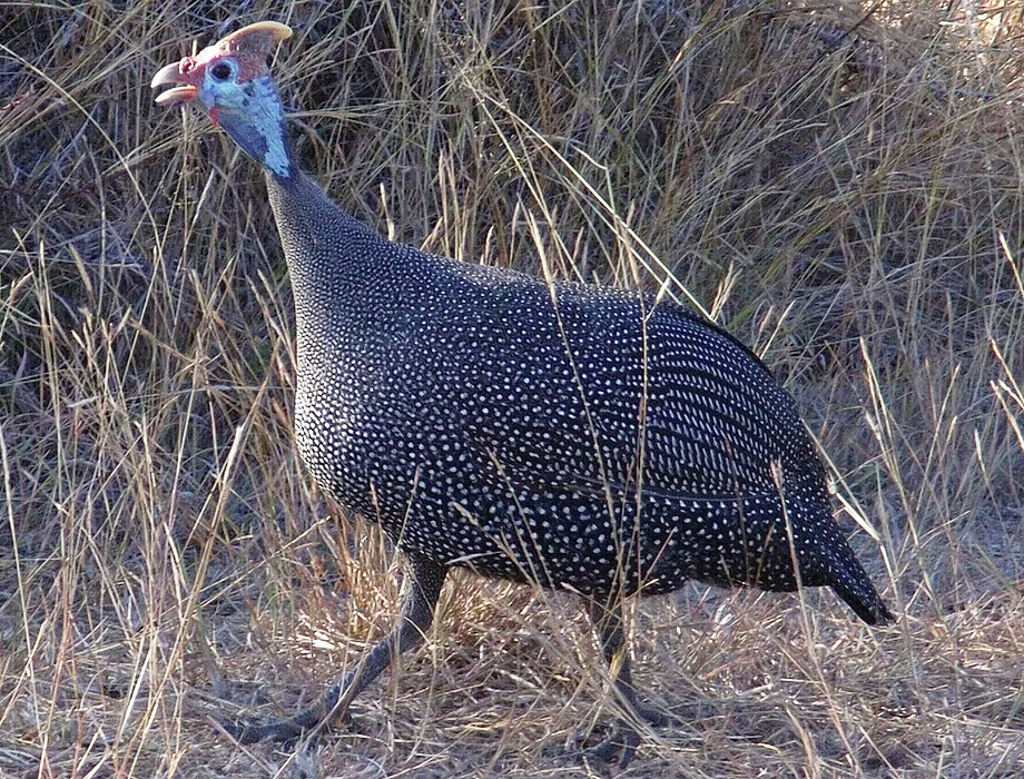 Comprar gallina-guineana Gallina de Guinea con plumaje gris oscuro moteado de blanco