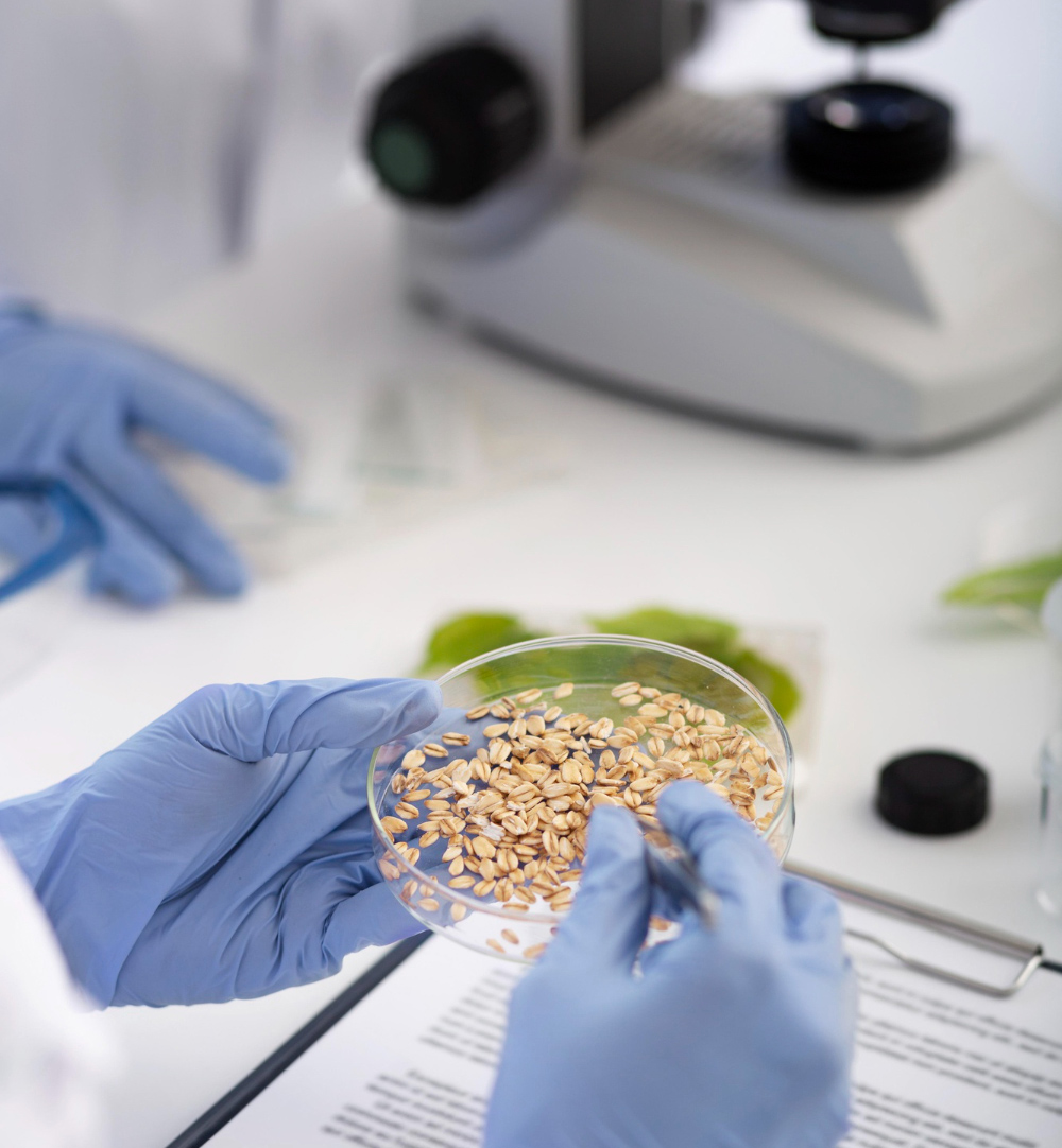 Primer plano de un técnico de laboratorio analizando granos de cereales en una placa frente a un microscopio