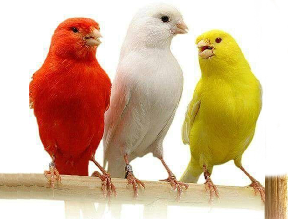 Tres canarios de colores rojo, blanco y amarillo, posados en una barra