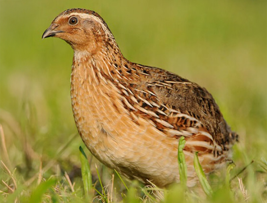 comprar codorniz Primer plano de codorniz parada en un campo
