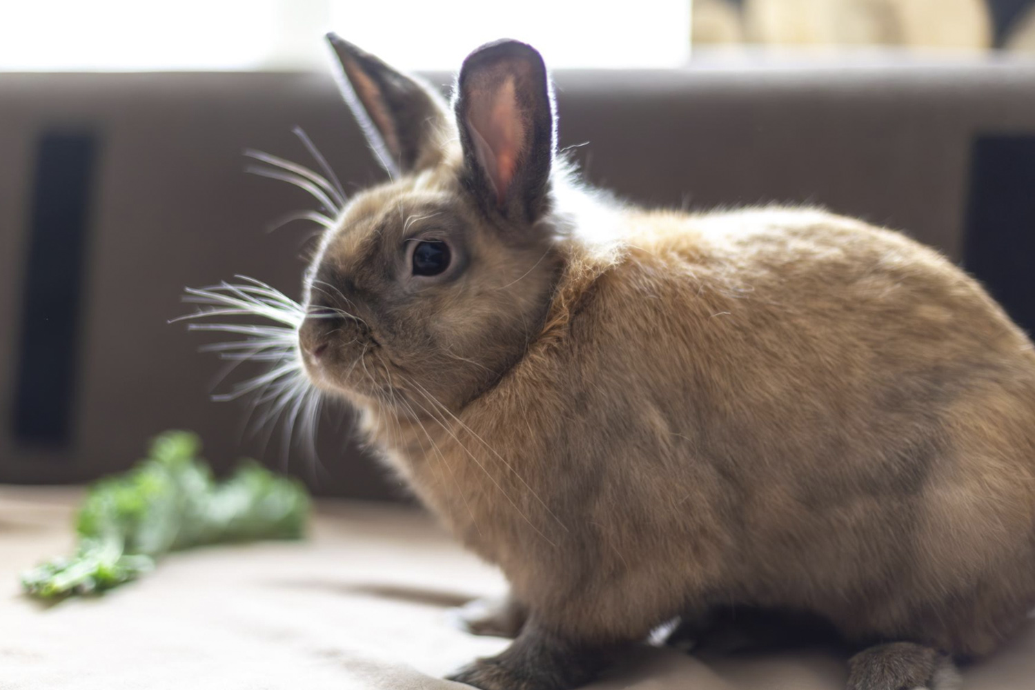 Comprar conejos Conejo doméstico de color beige