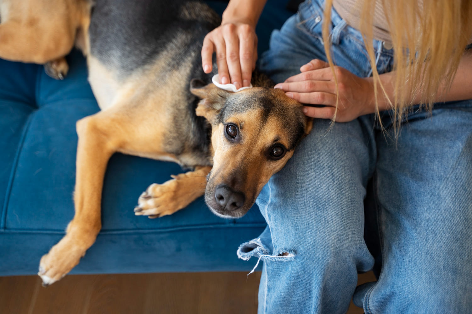Primer plano de una persona limpiando la oreja de un perro