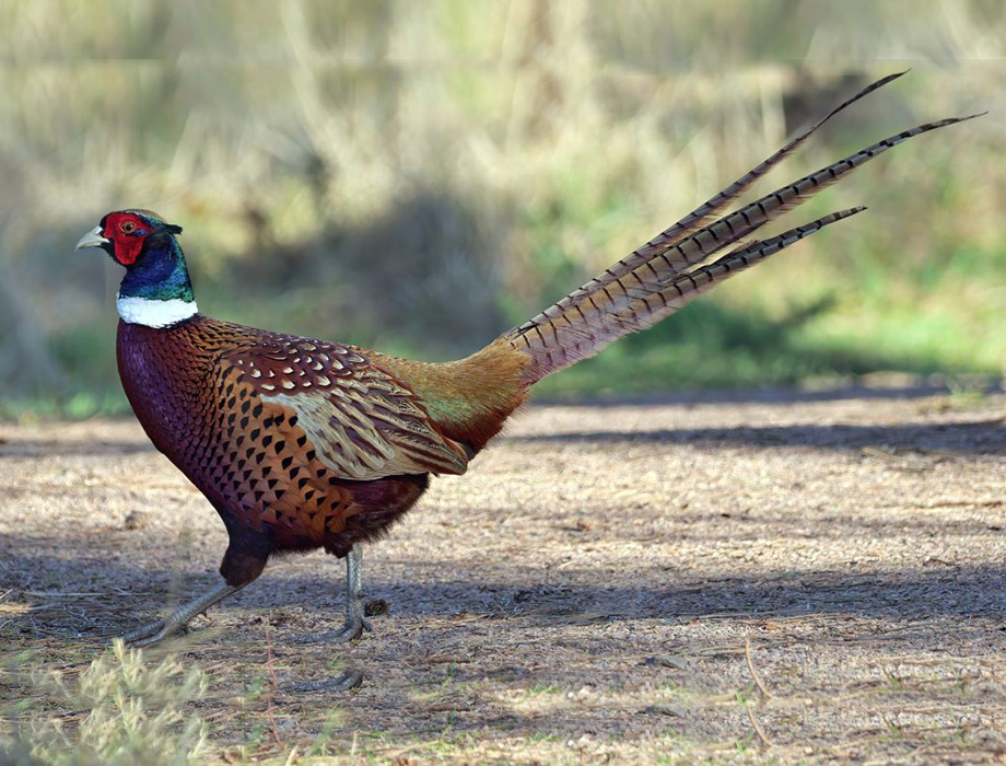 comprar faisan Faisán común macho de colores brillantes caminando por un sendero de tierra