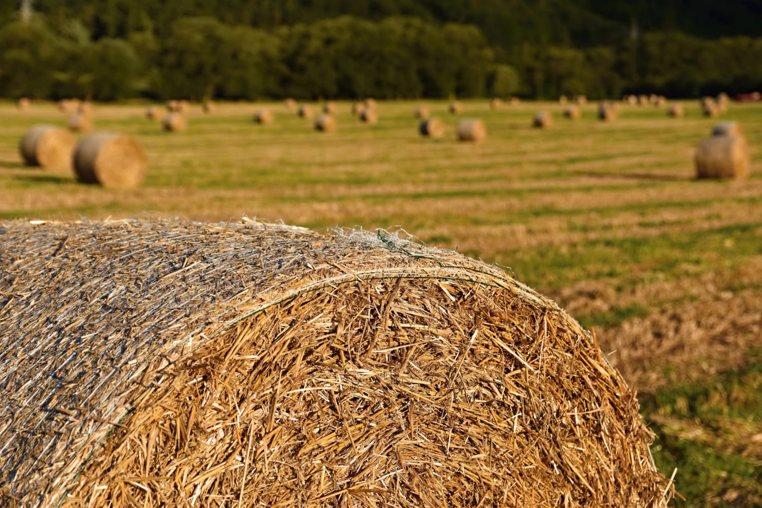 Primer plano de una bala de paja cilíndrica en un campo agrícola