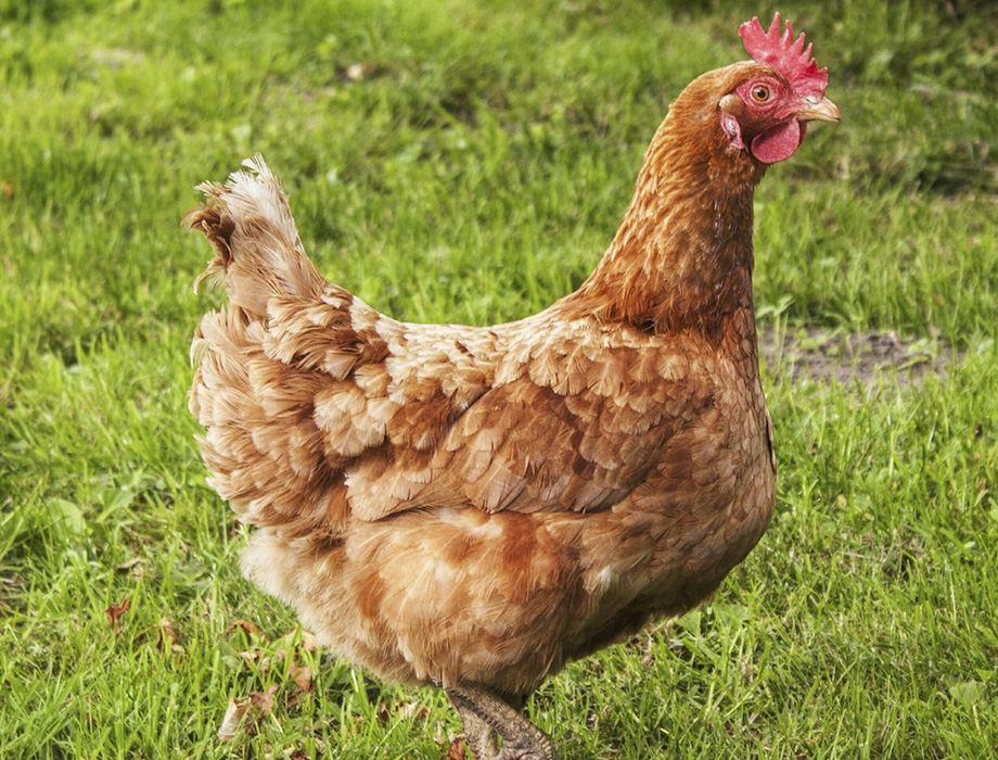 Comprar gallina Gallina de plumaje marrón rojizo con cresta roja sobre hierba