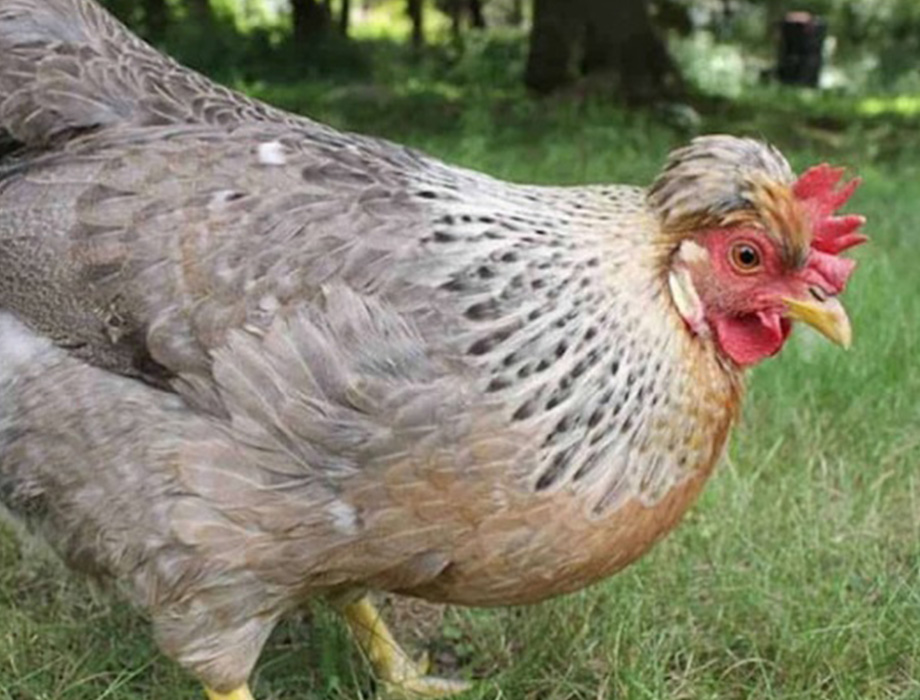 Comprar Huevo azul Primer plano de una gallina de raza Araucana con plumaje gris azulado y marrón