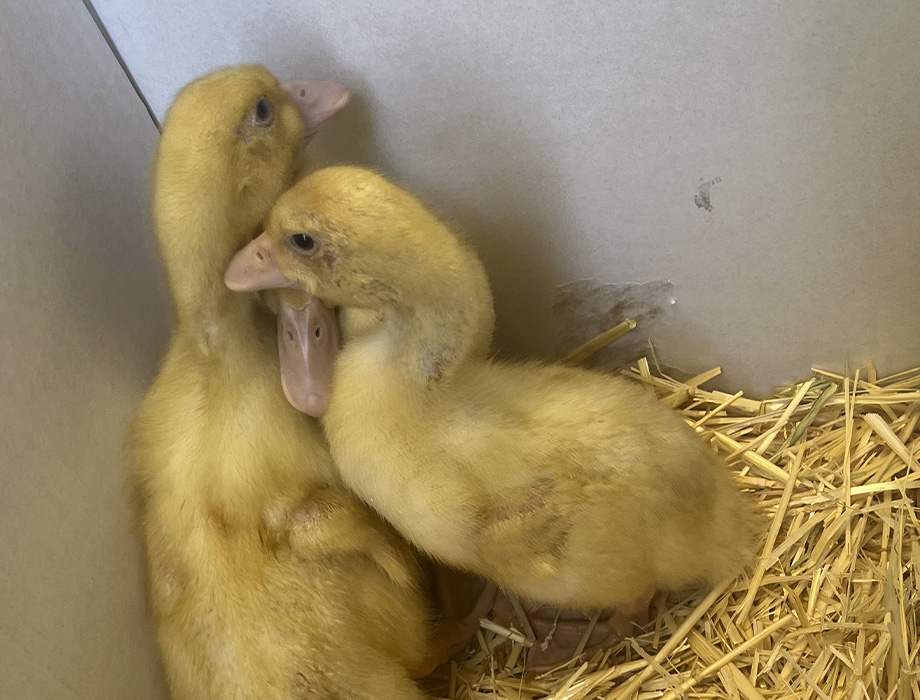 comprar patos Tres patitos Pekín amarillos, dentro de una caja con paja.
