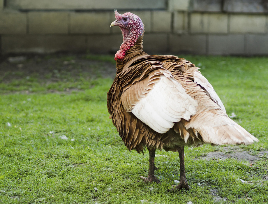 Comprar pavo Pavo doméstico de plumaje marrón y blanco parado sobre hierba