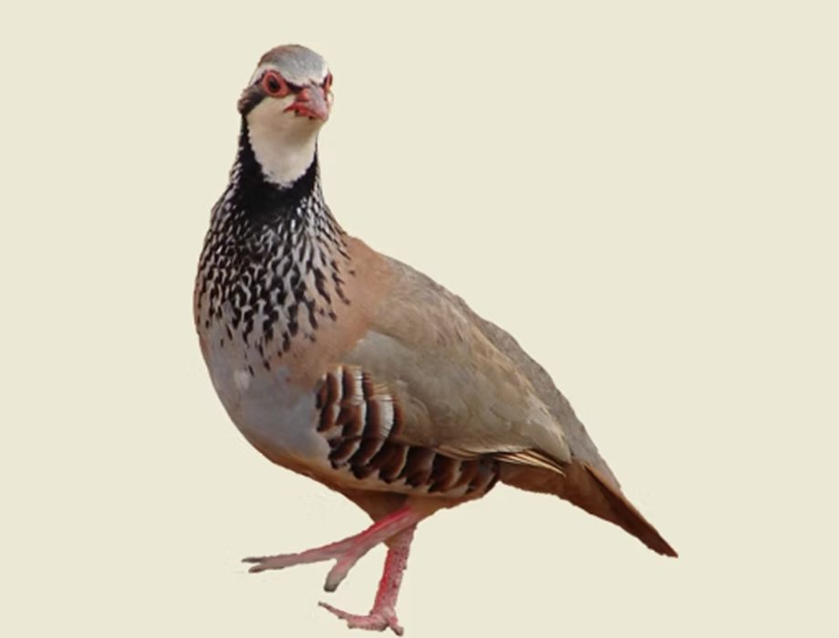 Comprar perdiz Perdiz roja de perfil con garganta blanca, collar negro moteado y patas rojas
