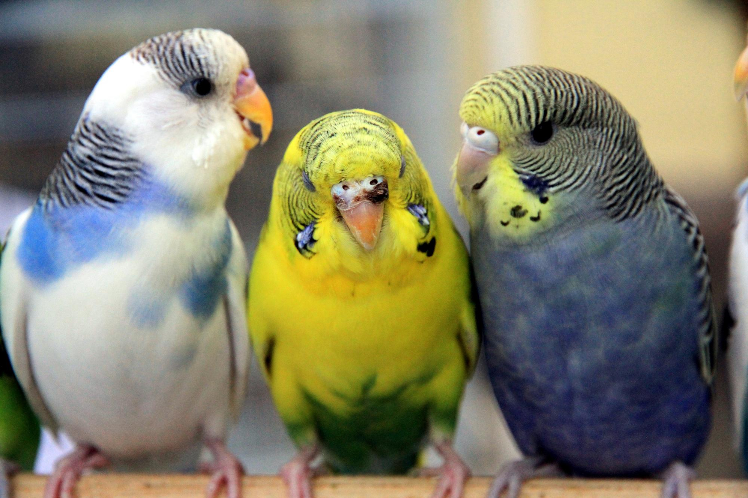 Tres periquitos australianos de distintos colores posados juntos en una percha de madera