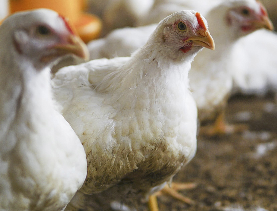 Comprar pollos Varios pollos jóvenes de plumaje blanco y crestas rojas