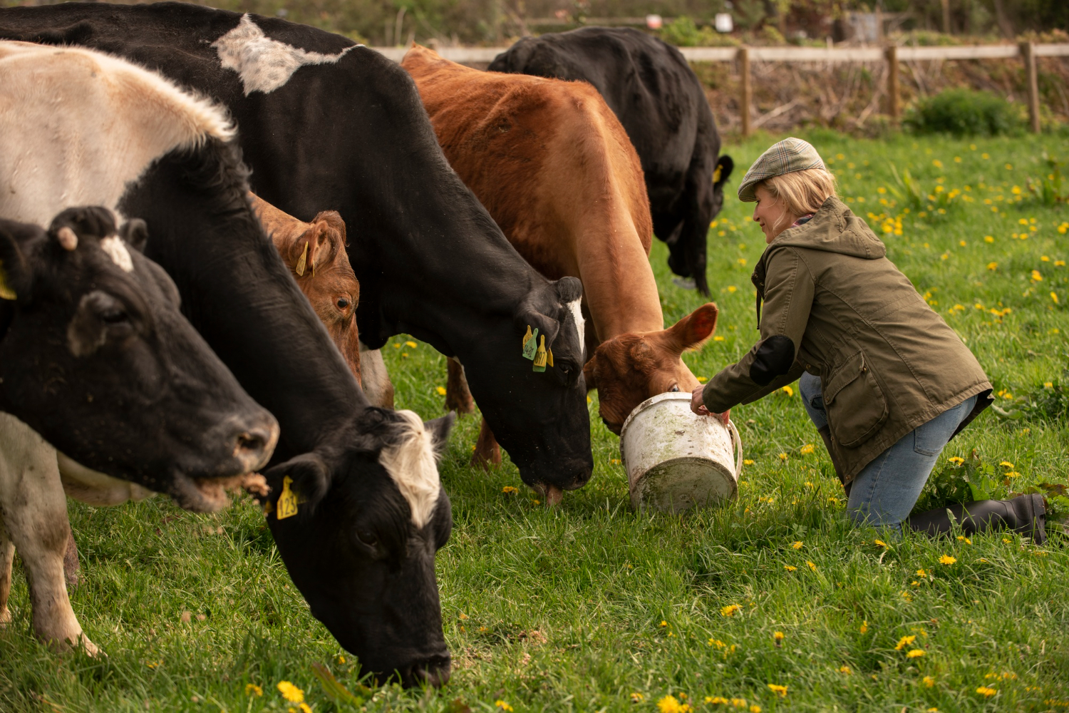 Una mujer alimenta a un grupo de vacas en un prado verde