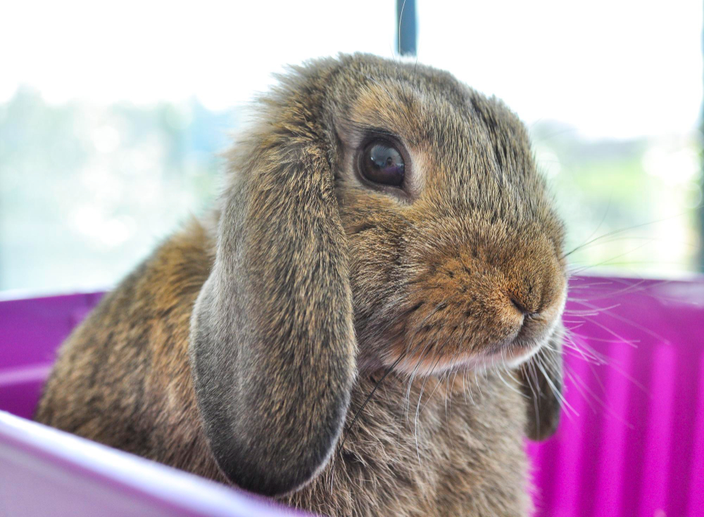 Primer plano conejo enano