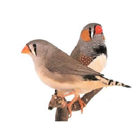 Una pareja de aves de la especia diamante-mandarín