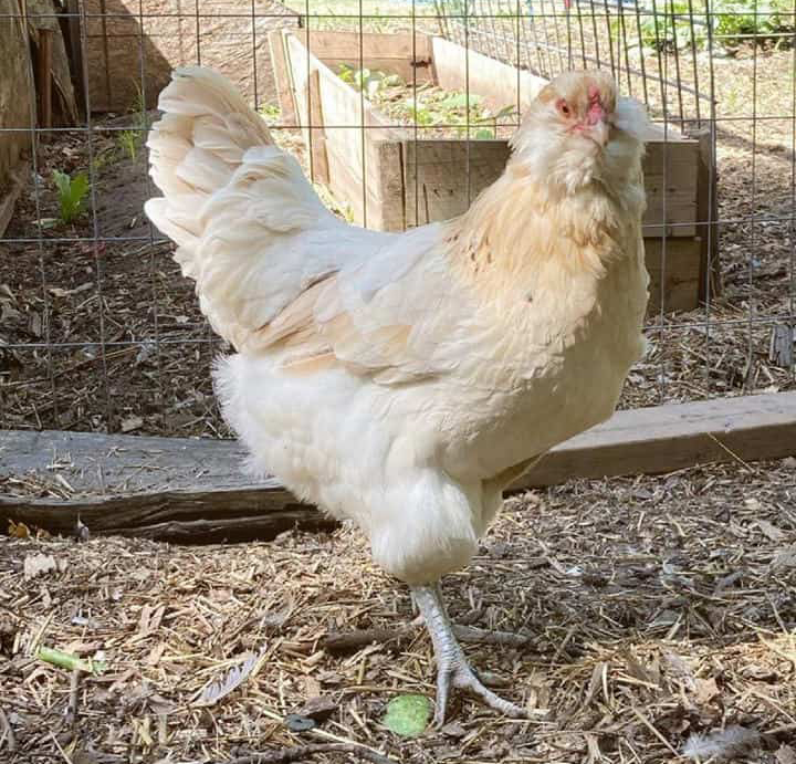 Una gallina al aire libre